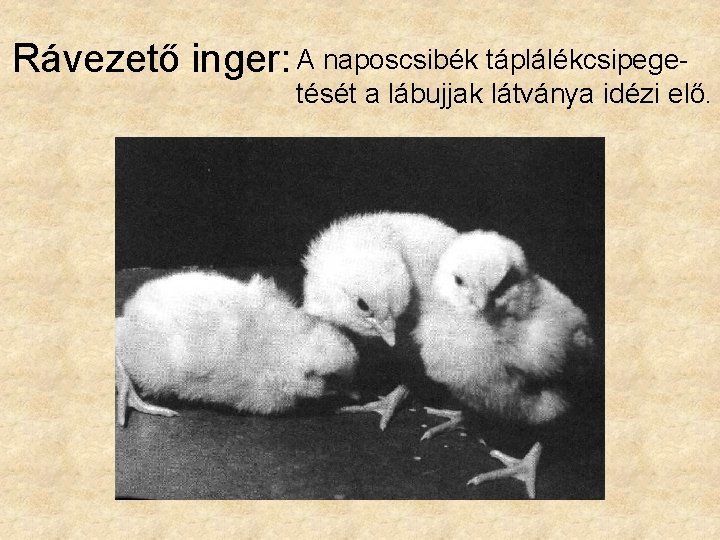 Rávezető inger: A naposcsibék táplálékcsipege- tését a lábujjak látványa idézi elő. 