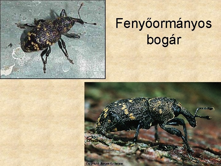 Fenyőormányos bogár Fenyőormányos bogár