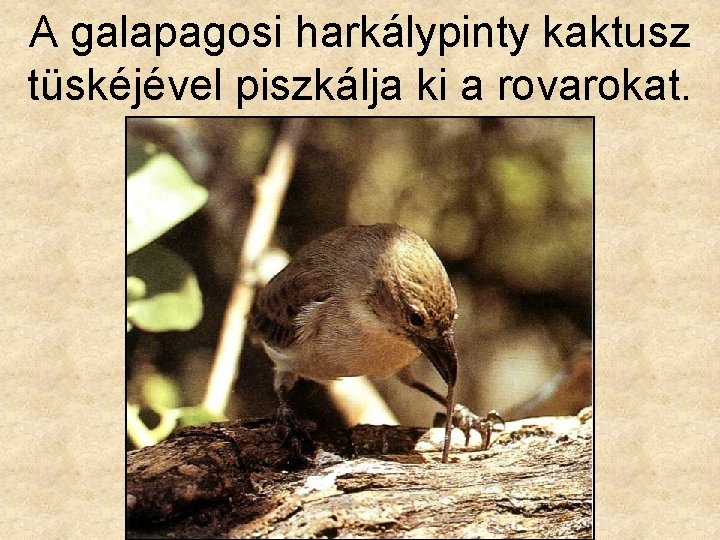 A galapagosi harkálypinty kaktusz tüskéjével piszkálja ki a rovarokat. 