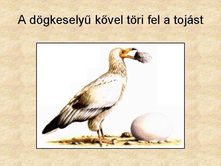 A dögkeselyű kővel töri fel a tojást 