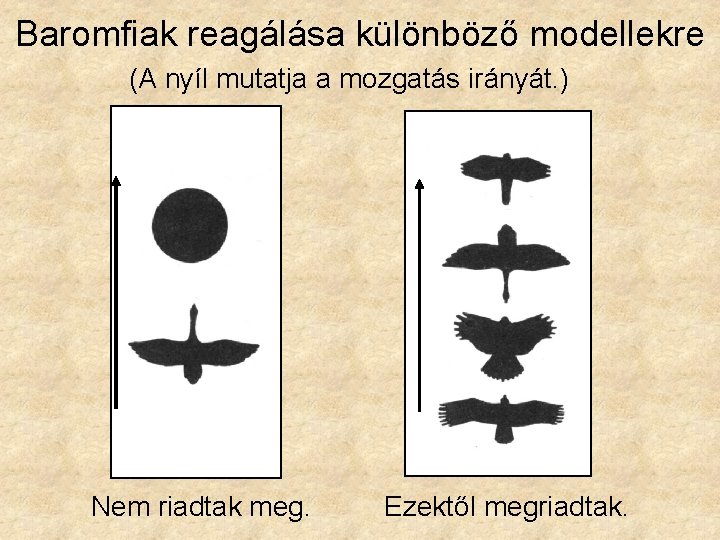 Baromfiak reagálása különböző modellekre (A nyíl mutatja a mozgatás irányát. ) Nem riadtak meg.