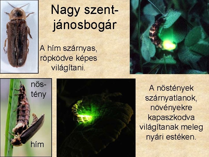 Nagy szentjánosbogár A hím szárnyas, röpködve képes világítani. nőstény hím A nőstények szárnyatlanok, növényekre