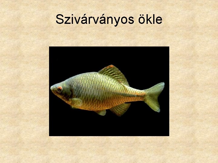 Szivárványos ökle 