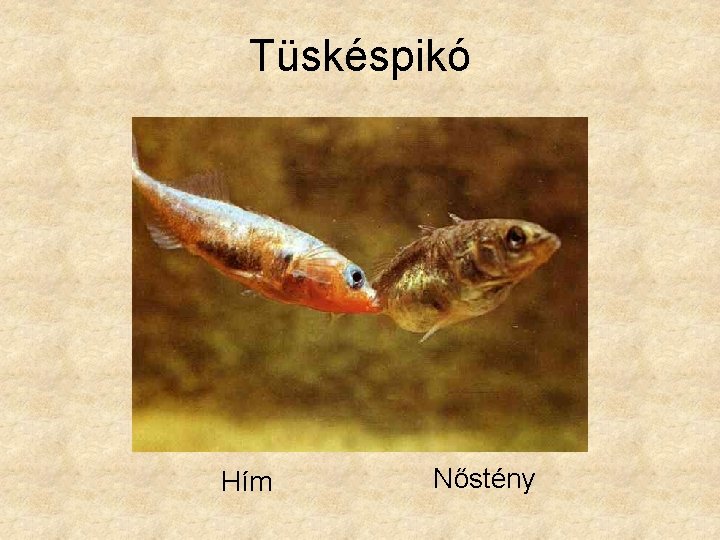 Tüskéspikó Hím Nőstény 