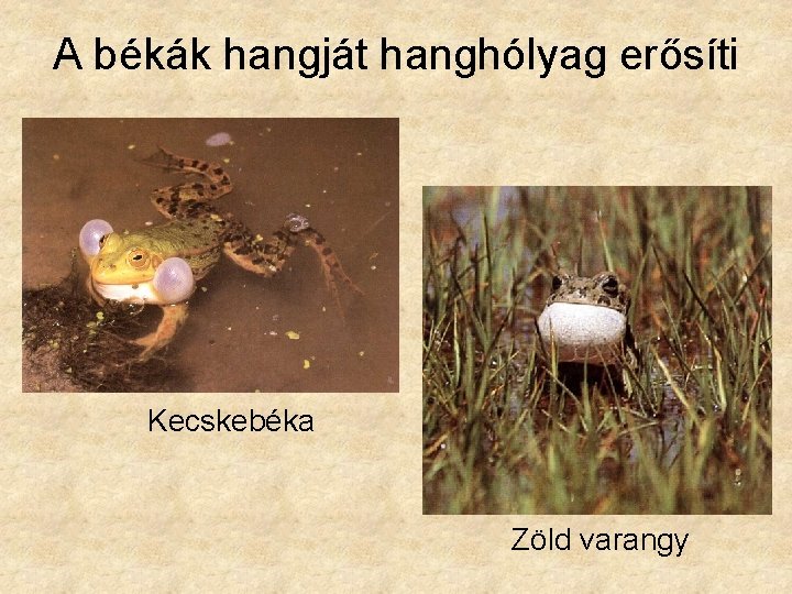 A békák hangját hanghólyag erősíti Kecskebéka Zöld varangy 