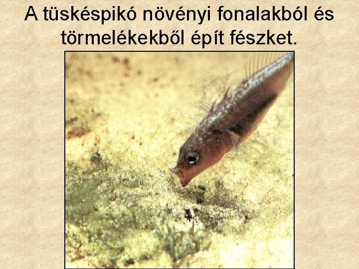 A tüskéspikó növényi fonalakból és törmelékekből épít fészket. 