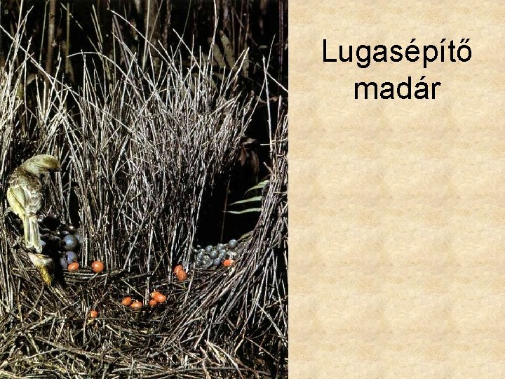 Lugasépítő madár 