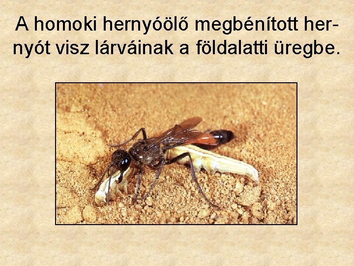 A homoki hernyóölő megbénított hernyót visz lárváinak a földalatti üregbe. 