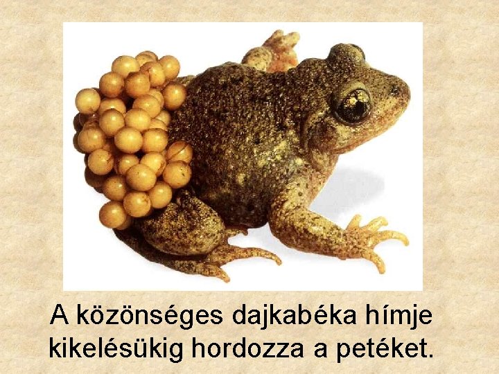 A közönséges dajkabéka hímje kikelésükig hordozza a petéket. 