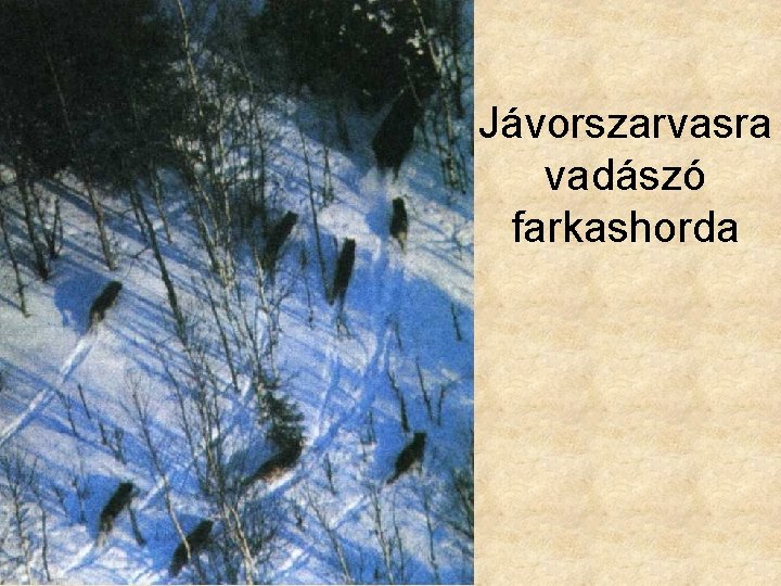 Jávorszarvasra vadászó farkashorda 