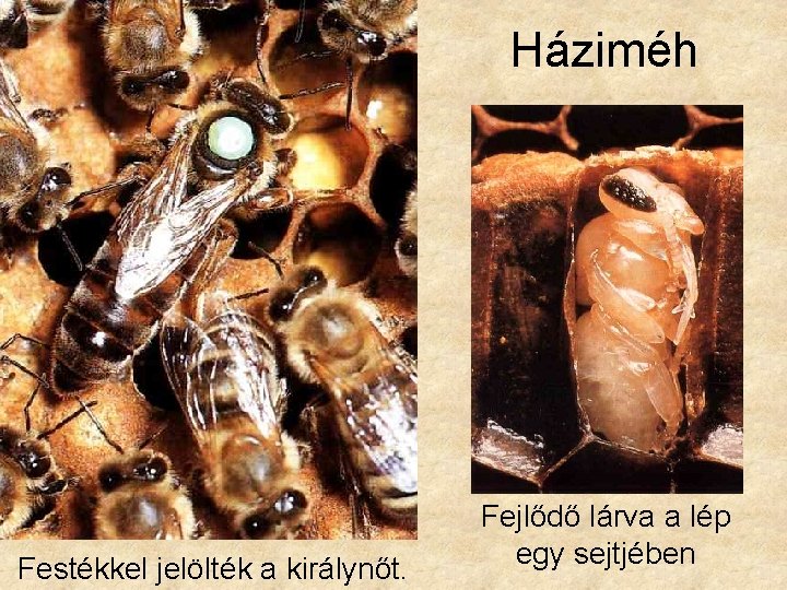 Háziméh Festékkel jelölték a királynőt. Fejlődő lárva a lép egy sejtjében 