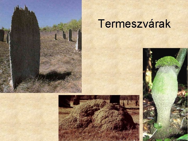 Termeszvárak 