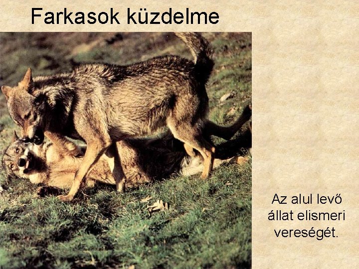 Farkasok küzdelme Az alul levő állat elismeri vereségét. Farkasok küzdelme Az alul levő állat elismeri vereségét.