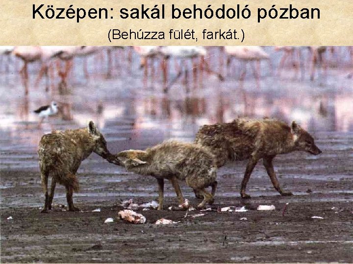 Középen: sakál behódoló pózban (Behúzza fülét, farkát. ) 