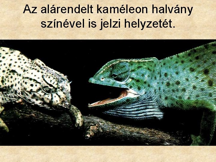 Az alárendelt kaméleon halvány színével is jelzi helyzetét. 