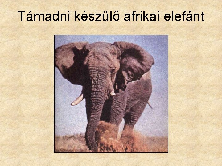 Támadni készülő afrikai elefánt 