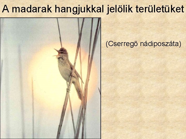 A madarak hangjukkal jelölik területüket (Cserregő nádiposzáta) 