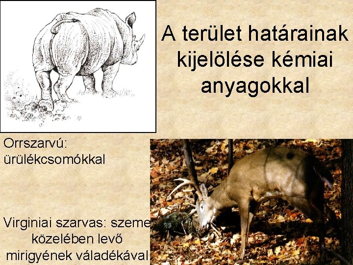 A terület határainak kijelölése kémiai anyagokkal Orrszarvú: ürülékcsomókkal Virginiai szarvas: szeme közelében levő mirigyének A terület határainak kijelölése kémiai anyagokkal Orrszarvú: ürülékcsomókkal Virginiai szarvas: szeme közelében levő mirigyének