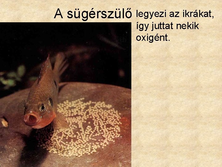 A sügérszülő legyezi az ikrákat, így juttat nekik oxigént. 