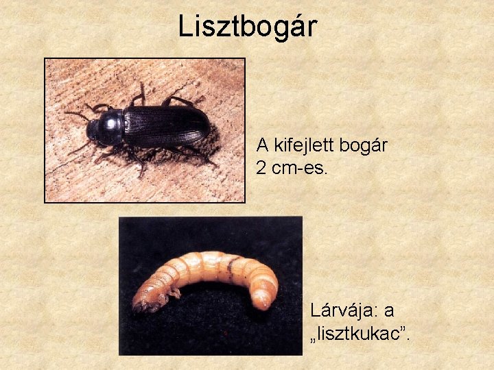 Lisztbogár A kifejlett bogár 2 cm-es. Lárvája: a „lisztkukac”. 