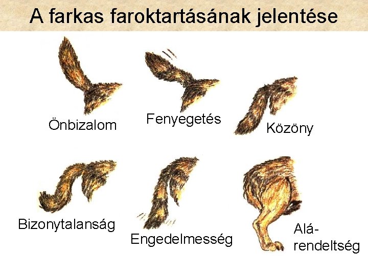 A farkas faroktartásának jelentése Önbizalom Bizonytalanság Fenyegetés Engedelmesség Közöny Alárendeltség 