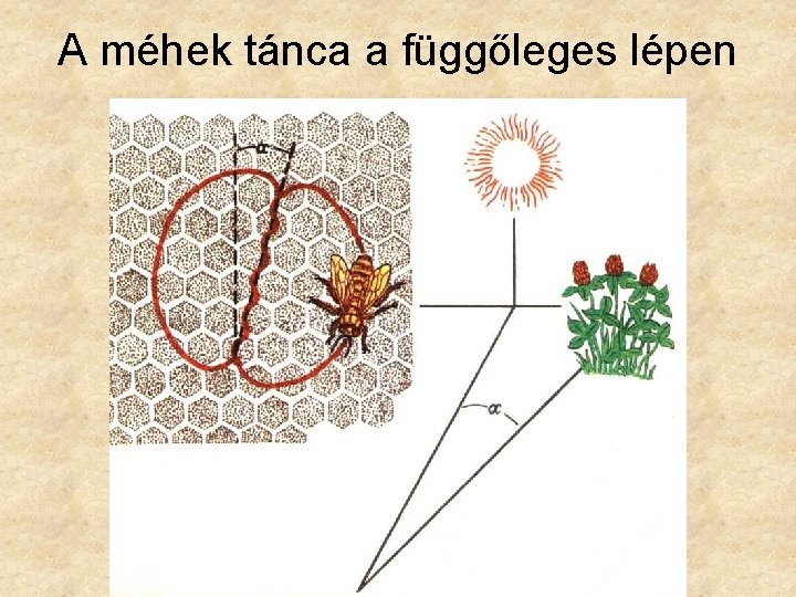 A méhek tánca a függőleges lépen 