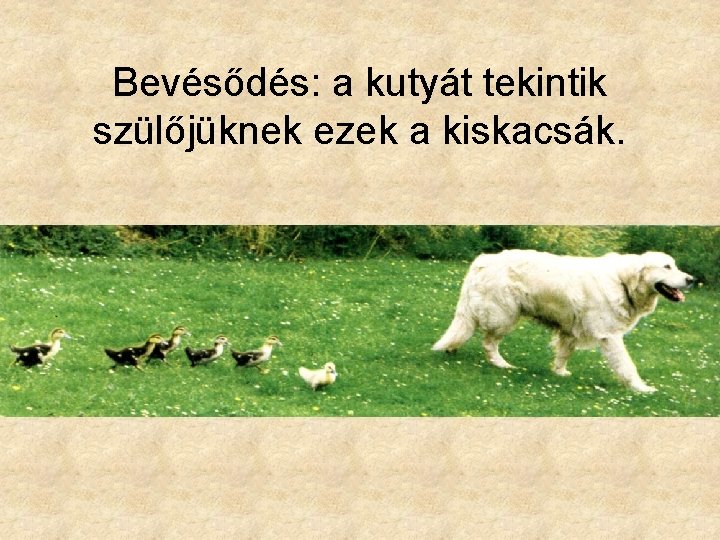 Bevésődés: a kutyát tekintik szülőjüknek ezek a kiskacsák. 