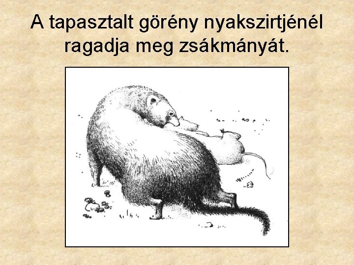 A tapasztalt görény nyakszirtjénél ragadja meg zsákmányát. A tapasztalt görény nyakszirtjénél ragadja meg zsákmányát.