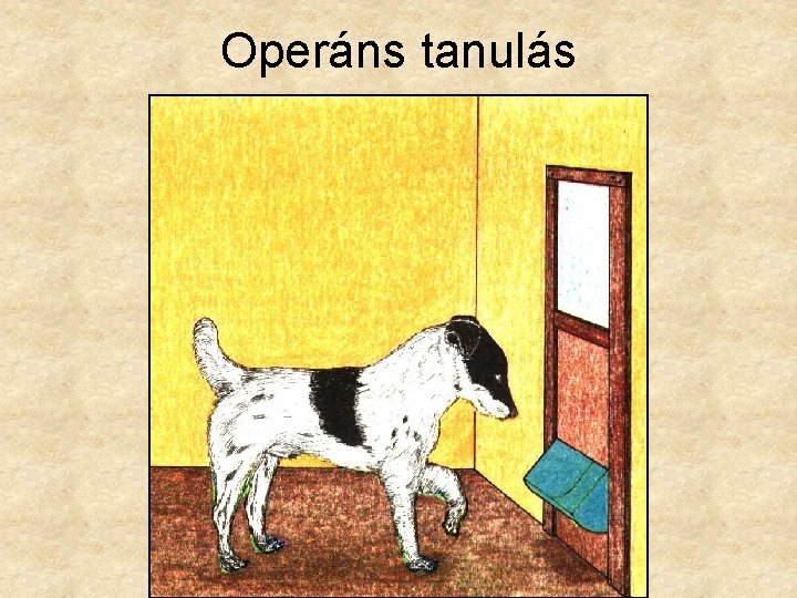 Operáns tanulás 