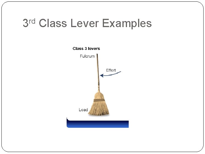 3 rd Class Lever Examples 3 rd Class Lever Examples