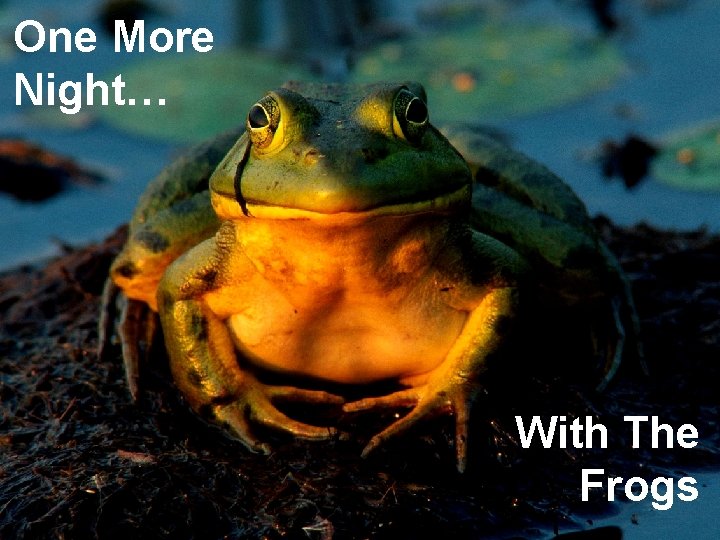One More Night… With The Frogs 
