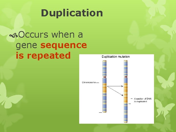 Duplication Occurs when a gene sequence is repeated 