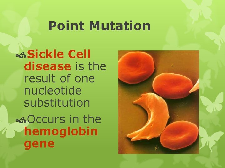 Point Mutation Sickle Cell disease is the result of one nucleotide substitution Occurs in
