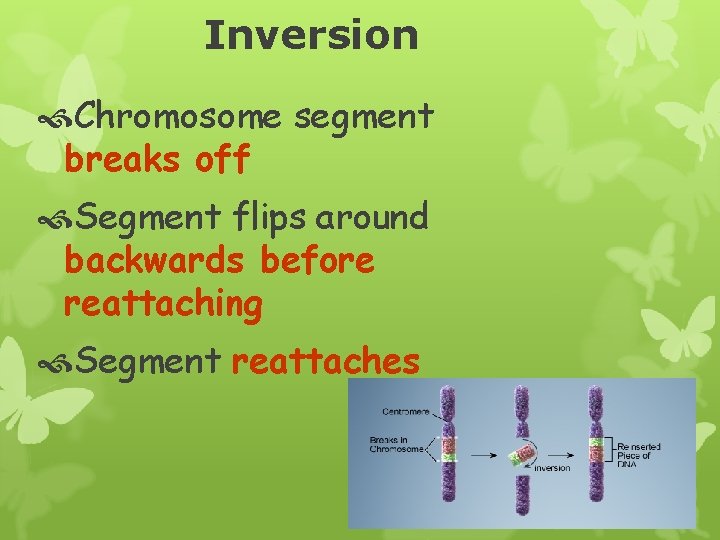 Inversion Chromosome segment breaks off Segment flips around backwards before reattaching Segment reattaches 