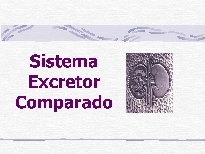 Sistema Excretor Comparado Sistema Excretor Comparado