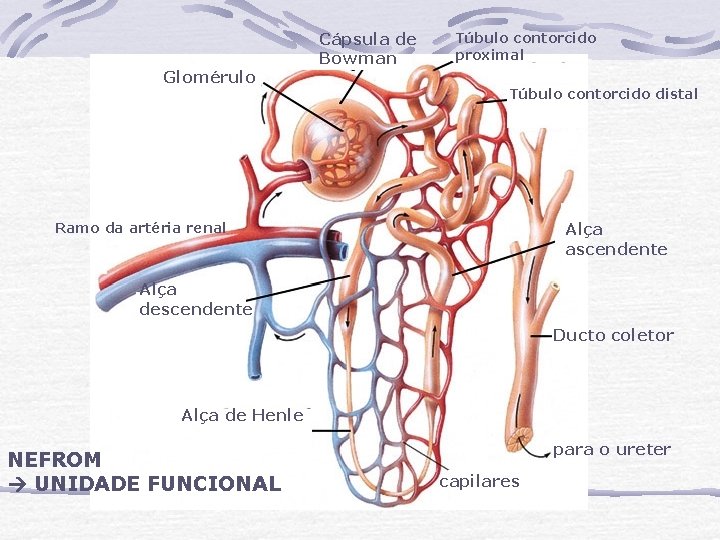 Glomérulo Cápsula de Bowman Túbulo contorcido proximal Túbulo contorcido distal Alça ascendente Ramo da Glomérulo Cápsula de Bowman Túbulo contorcido proximal Túbulo contorcido distal Alça ascendente Ramo da