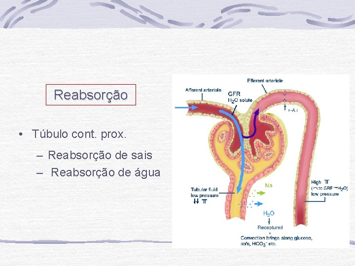 Reabsorção • Túbulo cont. prox. – Reabsorção de sais – Reabsorção de água 