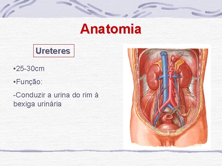 Anatomia Ureteres • 25 -30 cm • Função: -Conduzir a urina do rim à