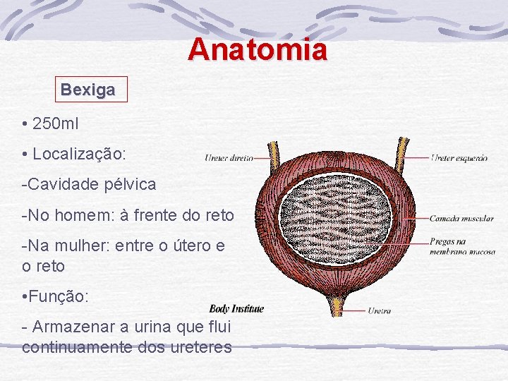 Anatomia Bexiga • 250 ml • Localização: -Cavidade pélvica -No homem: à frente do