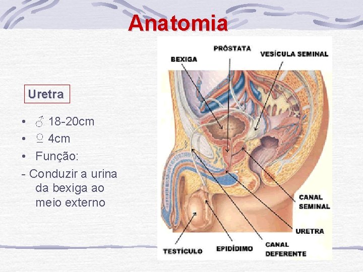 Anatomia Uretra • ♂ 18 -20 cm • ♀ 4 cm • Função: -