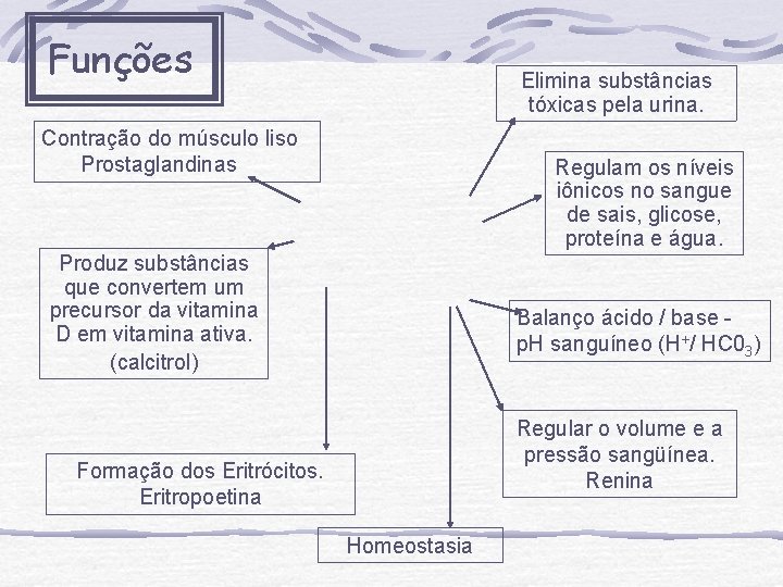 Funções Elimina substâncias tóxicas pela urina. Contração do músculo liso Prostaglandinas Regulam os níveis