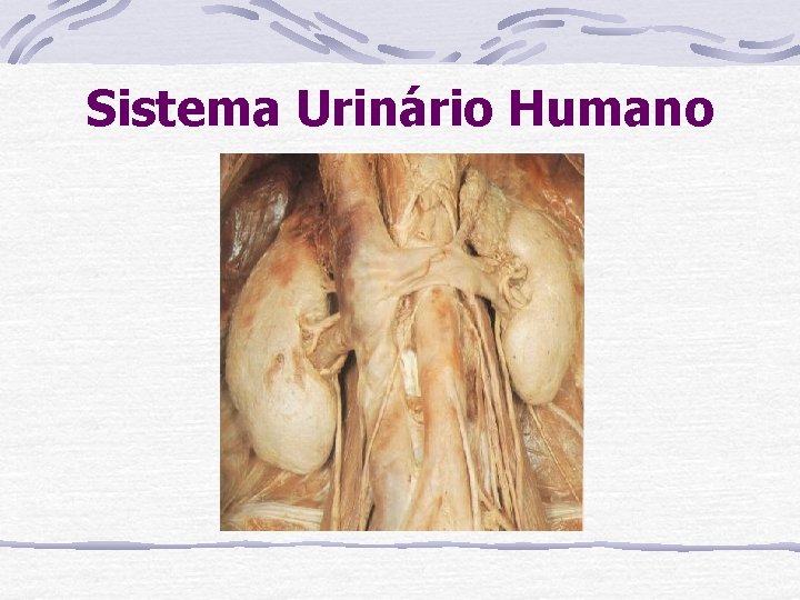 Sistema Urinário Humano 