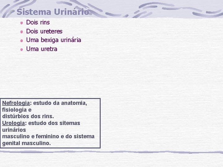 Sistema Urinário Dois rins Dois ureteres Uma bexiga urinária Uma uretra Nefrologia: estudo da