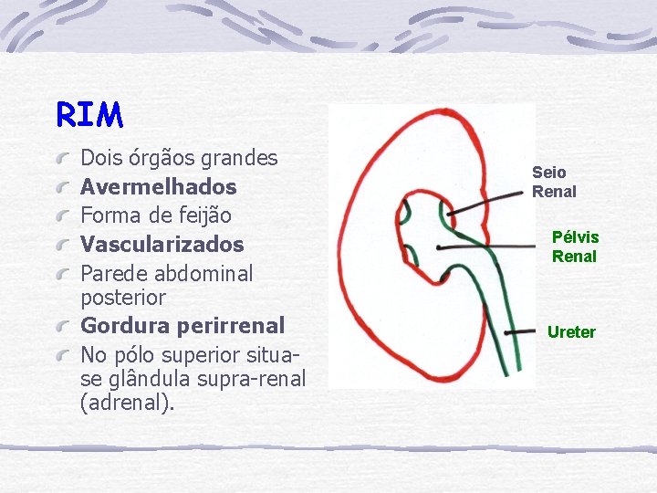 RIM Dois órgãos grandes Avermelhados Forma de feijão Vascularizados Parede abdominal posterior Gordura perirrenal