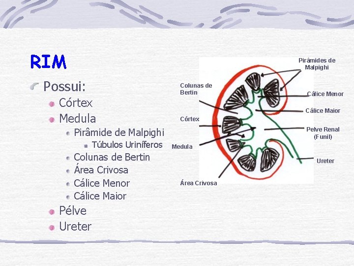 RIM Pirâmides de Malpighi Possui: Córtex Medula Colunas de Bertin Cálice Maior Córtex Pirâmide