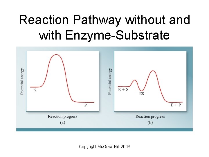 Reaction Pathway without and with Enzyme-Substrate Copyright Mc. Graw-Hill 2009 