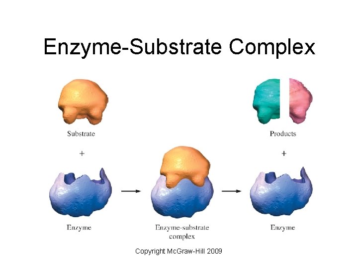 Enzyme-Substrate Complex Copyright Mc. Graw-Hill 2009 