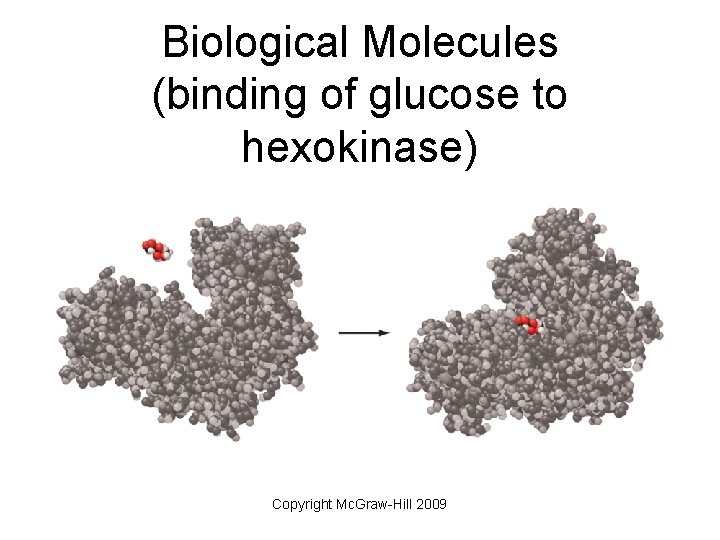 Biological Molecules (binding of glucose to hexokinase) Copyright Mc. Graw-Hill 2009 