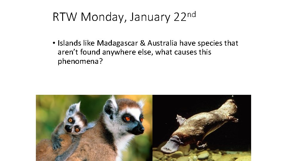 RTW Monday, January 22 nd • Islands like Madagascar & Australia have species that
