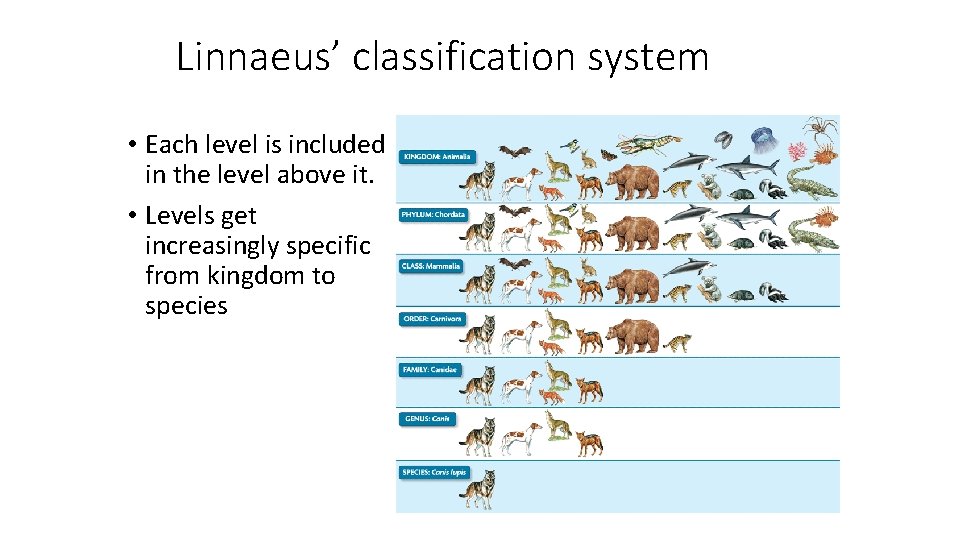 Linnaeus’ classification system • Each level is included in the level above it. •